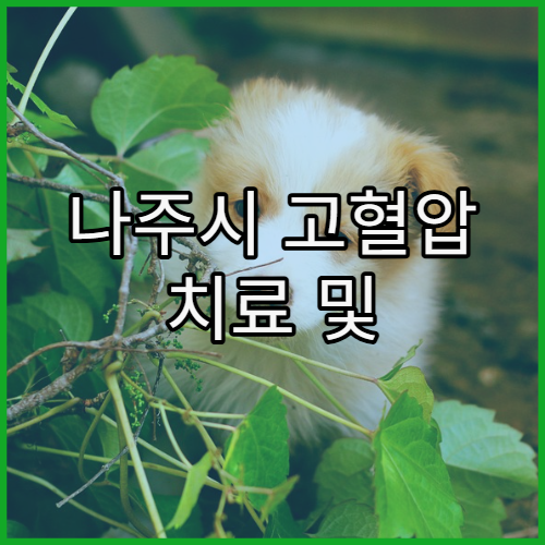 나주시 고혈압 치료 및 생활습관 관리 잘하는 병원 리스트와 식단·운동 가이드 제공