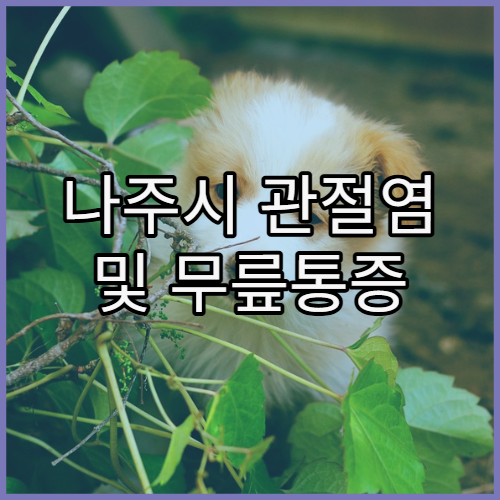 나주시 관절염 및 무릎통증 치료 잘하는 병원 리스트와 비수술 치료법 안내