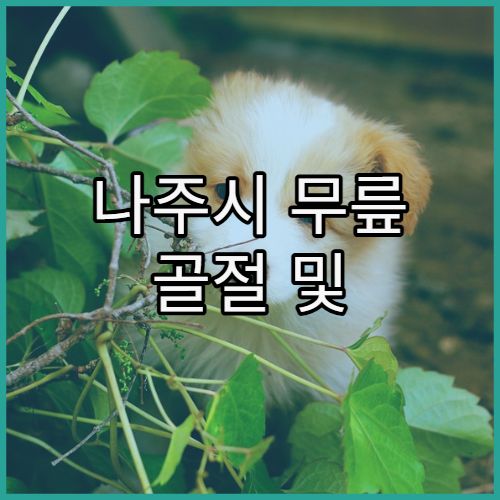 나주시 무릎 골절 및 연골 손상 치료 가능한 병원 정보와 관절경 수술 후 관리 가이드