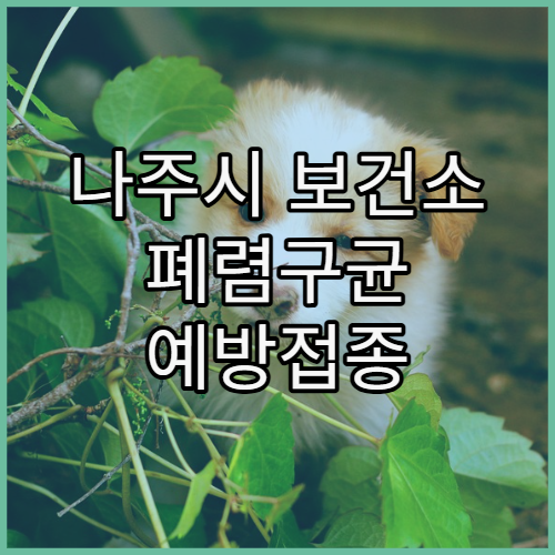 나주시 보건소 폐렴구균 예방접종 가능한 연령 확인