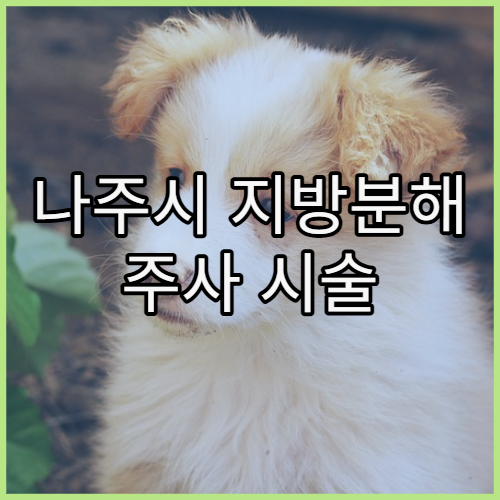 나주시 지방분해 주사 시술 가능한 병원과 비용 안내 및 부위별 효과 지속 기간 정보