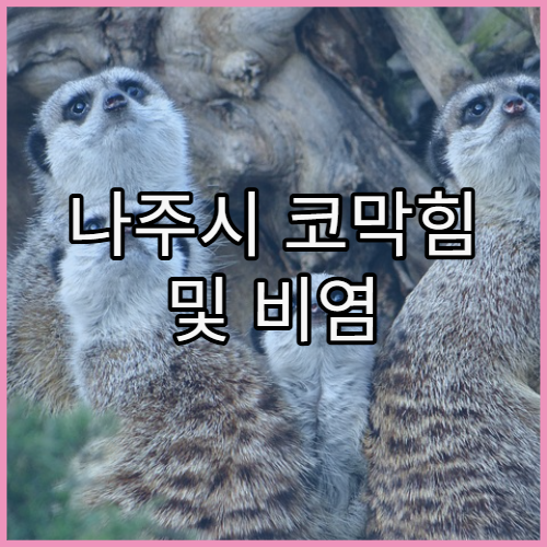 나주시 코막힘 및 비염 치료 전문 병원 추천과 레이저·수술 치료 효과 정보