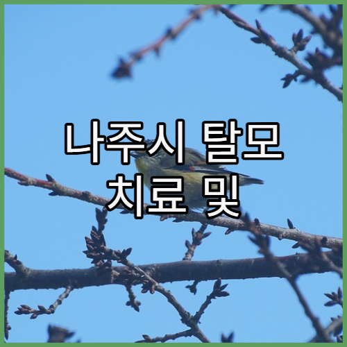 나주시 탈모 치료 및 두피 관리 전문 병원 찾기와 모발 이식·약물 치료 비교