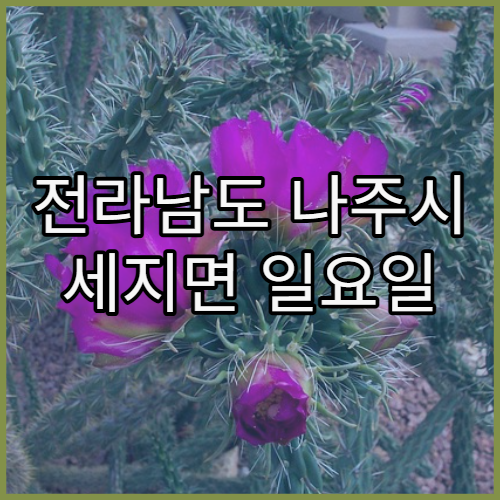 전라남도 나주시 세지면 일요일 문 여는 당직 약국 찾기 정보 정리